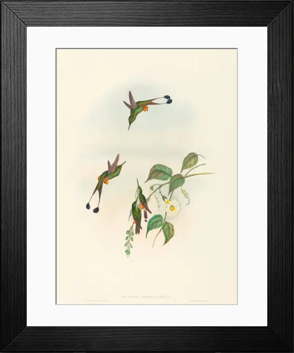 Framed Print : Spathura rufocaligata (Red-booted Racket-Tail). Creators: John Gould Framed Print : Spathura rufocaligata (Red-booted Racket-Tail). Creators: John Gould