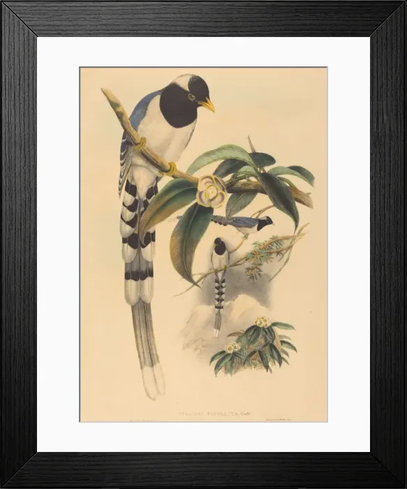 Framed Print : Urocissa cucullata, probably 1850 / 1883. Creators: John Gould, Henry Constantine Richter Framed Print : Urocissa cucullata, probably 1850 / 1883. Creators: John Gould, Henry Constantine Richter