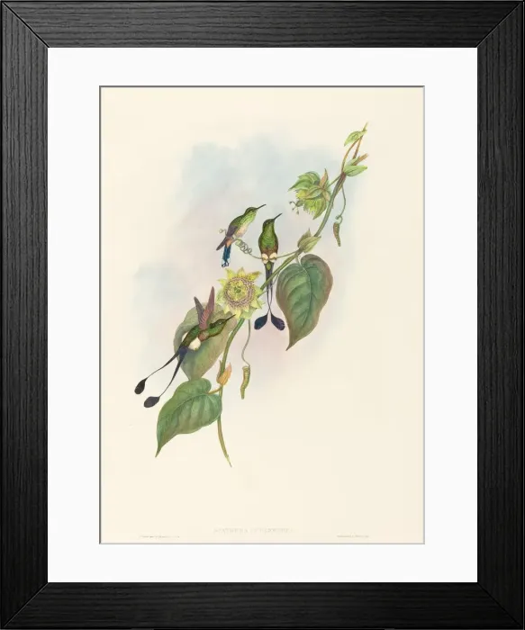 Framed Print : Spathura underwoodi (White-footed Racket-Tail). Creators: John Gould Framed Print : Spathura underwoodi (White-footed Racket-Tail). Creators: John Gould