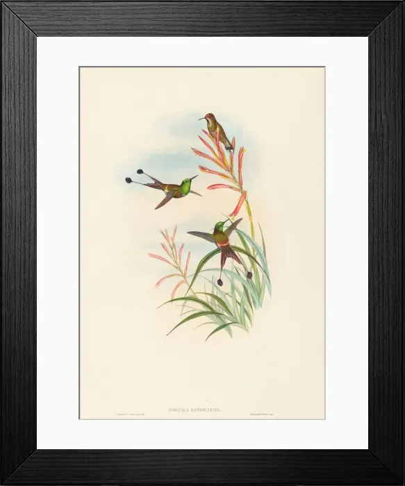 Framed Print : Discura longicauda (Racket-Tail). Creators: John Gould, Henry Constantine Richter