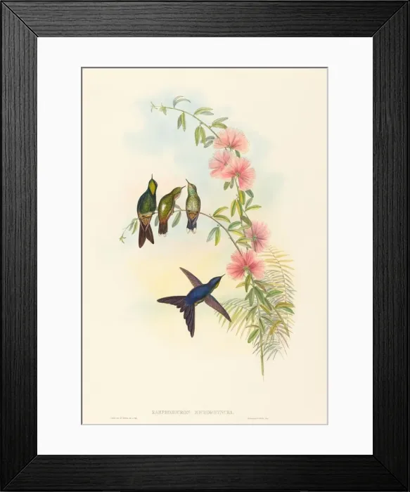 Framed Print : Ramphomicron microrhyncha (Small-billed Thornbill). Creators: John Gould Framed Print : Ramphomicron microrhyncha (Small-billed Thornbill). Creators: John Gould