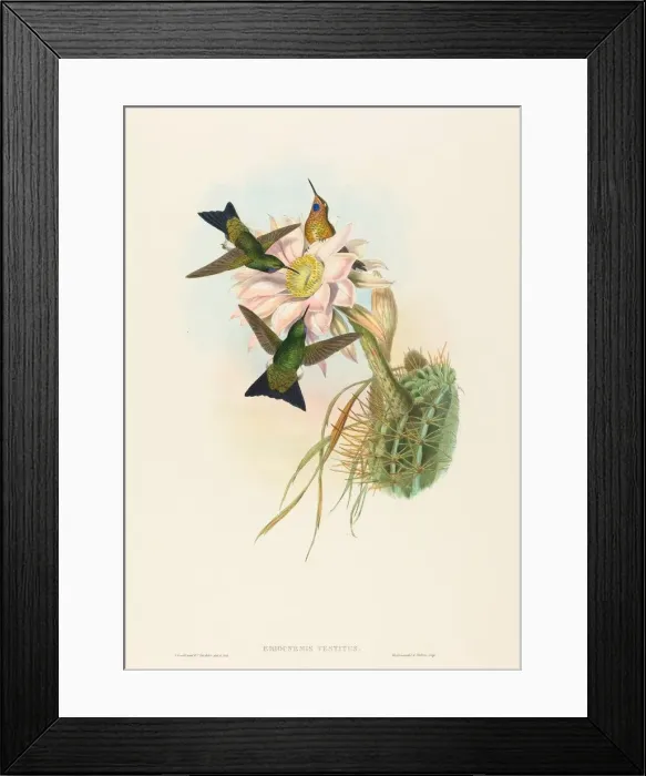 Framed Print : Eriocnemis vestitus (Glowing Puff-Leg). Creators: John Gould, Henry Constantine Richter Framed Print : Eriocnemis vestitus (Glowing Puff-Leg). Creators: John Gould, Henry Constantine Richter