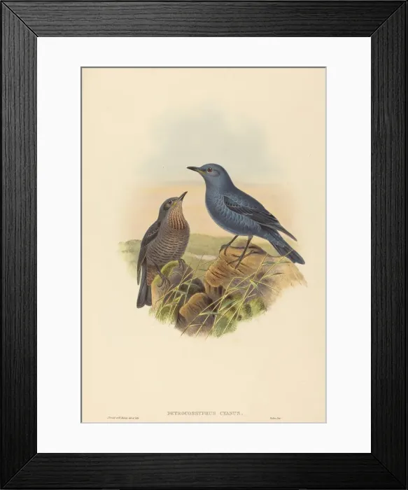 Framed Print : Petrocossyphus cyanus (Blue Rockthrush). Creators: John Gould, Henry Constantine Richter Framed Print : Petrocossyphus cyanus (Blue Rockthrush). Creators: John Gould, Henry Constantine Richter