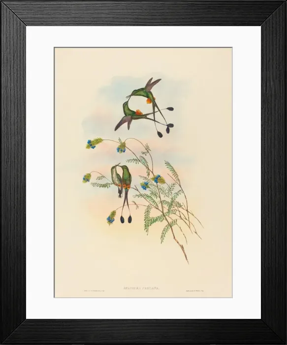 Framed Print : Spathura peruana (Peruvian Racket-Tail). Creators: John Gould, Henry Constantine Richter Framed Print : Spathura peruana (Peruvian Racket-Tail). Creators: John Gould, Henry Constantine Richter