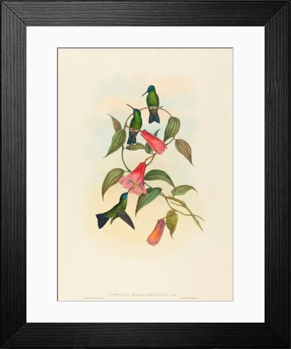 Framed Print : Eucephala smaragdocaerulea (Goulds Wood Nymph). Creators: John Gould Framed Print : Eucephala smaragdocaerulea (Goulds Wood Nymph). Creators: John Gould