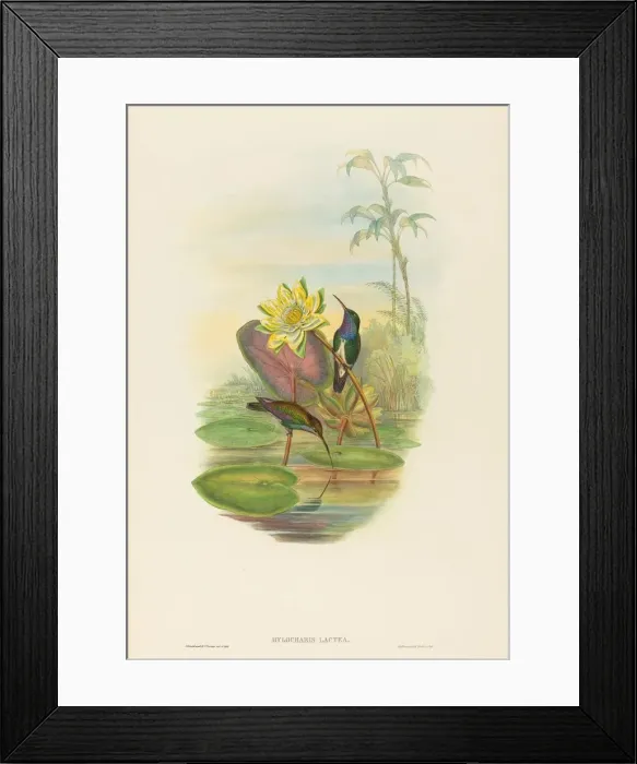 Framed Print : Hylocharis lactea (Sapphire-breasted Emerald). Creators: John Gould Framed Print : Hylocharis lactea (Sapphire-breasted Emerald). Creators: John Gould