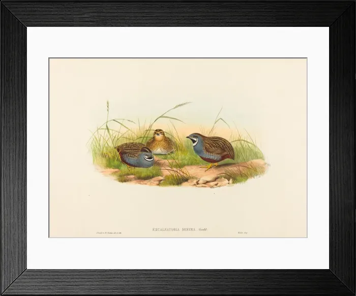 Framed Print : Excalftoria minima (Blue-breasted Quail). Creators: John Gould, Henry Constantine Richter Framed Print : Excalftoria minima (Blue-breasted Quail). Creators: John Gould, Henry Constantine Richter