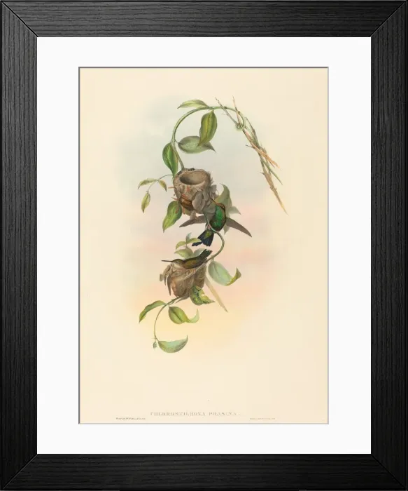 Framed Print : Chlorostilbona prasina (Puncherans Emerald). Creators: John Gould Framed Print : Chlorostilbona prasina (Puncherans Emerald). Creators: John Gould