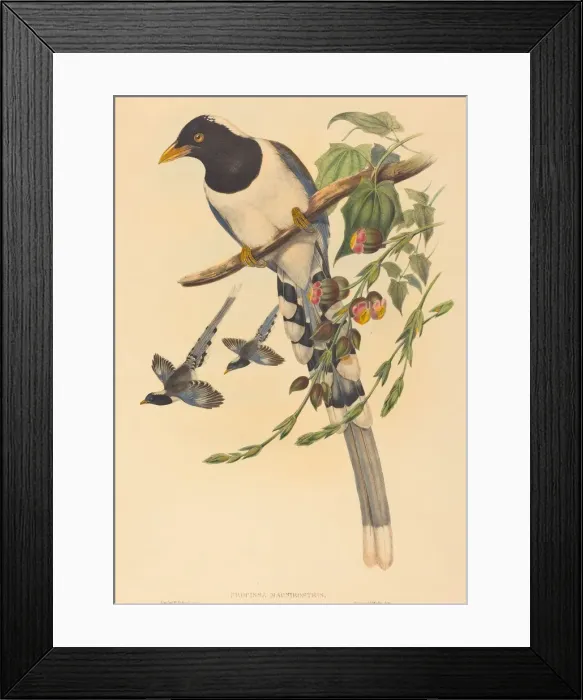 Framed Print : Urocissa magnirostris, probably 1850 / 1883. Creators: John Gould Framed Print : Urocissa magnirostris, probably 1850 / 1883. Creators: John Gould
