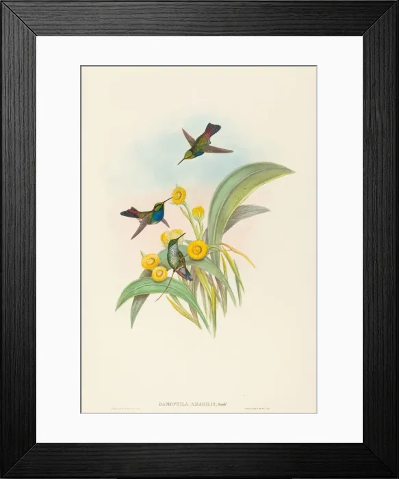 Framed Print : Damophila amabilis (Blue-breasted Hummingbird). Creators: John Gould Framed Print : Damophila amabilis (Blue-breasted Hummingbird). Creators: John Gould