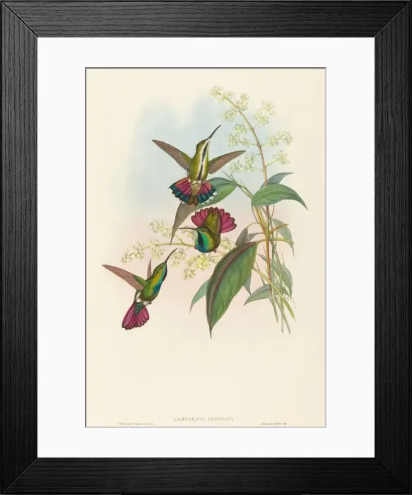 Framed Print : Lampornis prevosti. Creators: John Gould, Henry Constantine Richter Framed Print : Lampornis prevosti. Creators: John Gould, Henry Constantine Richter