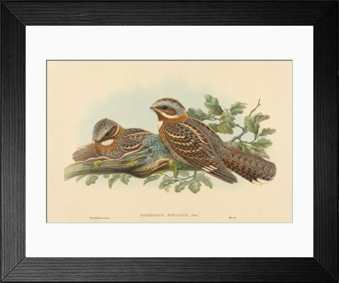 Framed Print : Caprimulgus Ruficollis. Creators: John Gould, Henry Constantine Richter Framed Print : Caprimulgus Ruficollis. Creators: John Gould, Henry Constantine Richter