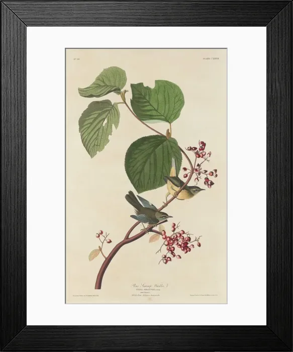 Framed Print : Pine Swamp Warbler, 1832. Creator: Robert Havell Framed Print : Pine Swamp Warbler, 1832. Creator: Robert Havell