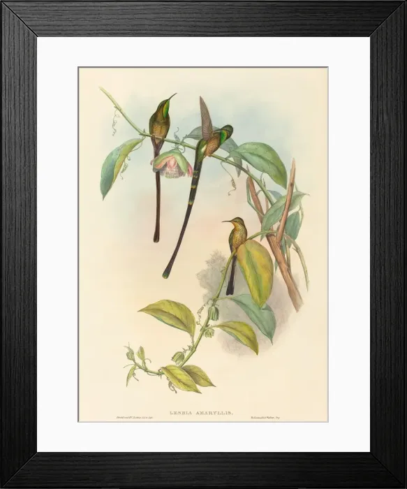 Framed Print : Lesbia Amaryllis. Creators: John Gould, Henry Constantine Richter Framed Print : Lesbia Amaryllis. Creators: John Gould, Henry Constantine Richter