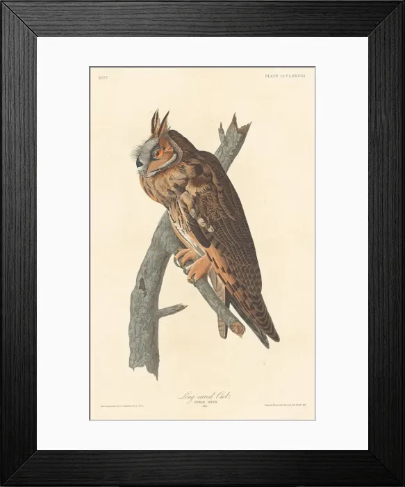 Framed Print : Long-eared Owl, 1837. Creator: Robert Havell Framed Print : Long-eared Owl, 1837. Creator: Robert Havell