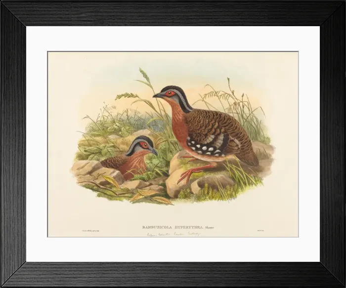 Framed Print : Rufous-breasted Bamboo Partridge (Bambusicola Hyperythra) Framed Print : Rufous-breasted Bamboo Partridge (Bambusicola Hyperythra)