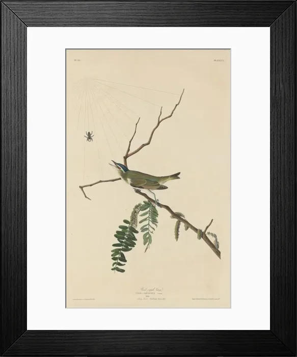 Framed Print : Red-Eyed Vireo, 1832. Creator: Robert Havell Framed Print : Red-Eyed Vireo, 1832. Creator: Robert Havell