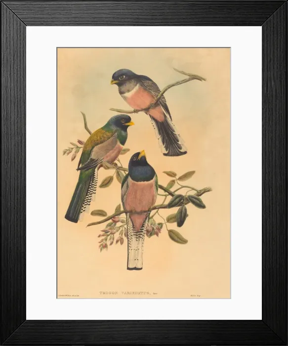 Framed Print : Trogan variegatus, probably 1836 / 1838. Creators: John Gould, William Matthew Hart Framed Print : Trogan variegatus, probably 1836 / 1838. Creators: John Gould, William Matthew Hart