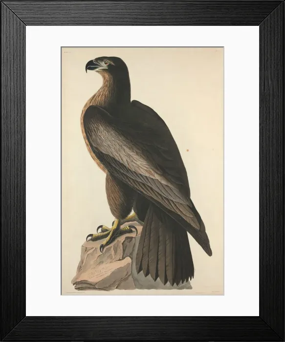 Framed Print : The Bird of Washington or Great American Sea Eagle, 1827. Creator: Robert Havell Framed Print : The Bird of Washington or Great American Sea Eagle, 1827. Creator: Robert Havell