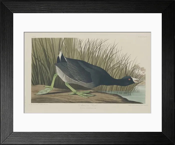 Framed Print : American Coot, 1835. Creator: Robert Havell Framed Print : American Coot, 1835. Creator: Robert Havell