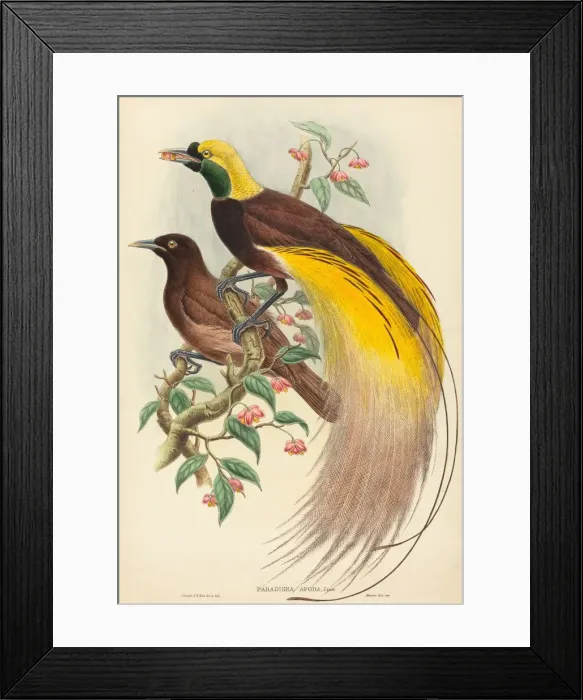 Framed Print : Bird of Paradise (Paradisea apoda), published 1875-1888 Framed Print : Bird of Paradise (Paradisea apoda), published 1875-1888