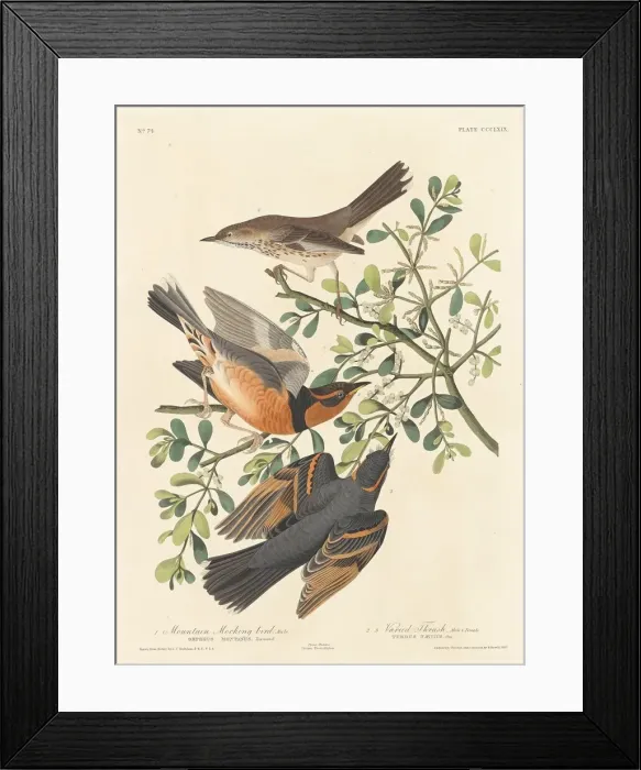 Framed Print : Mountain Mocking-bird and Varied Thrush, 1837. Creator: Robert Havell