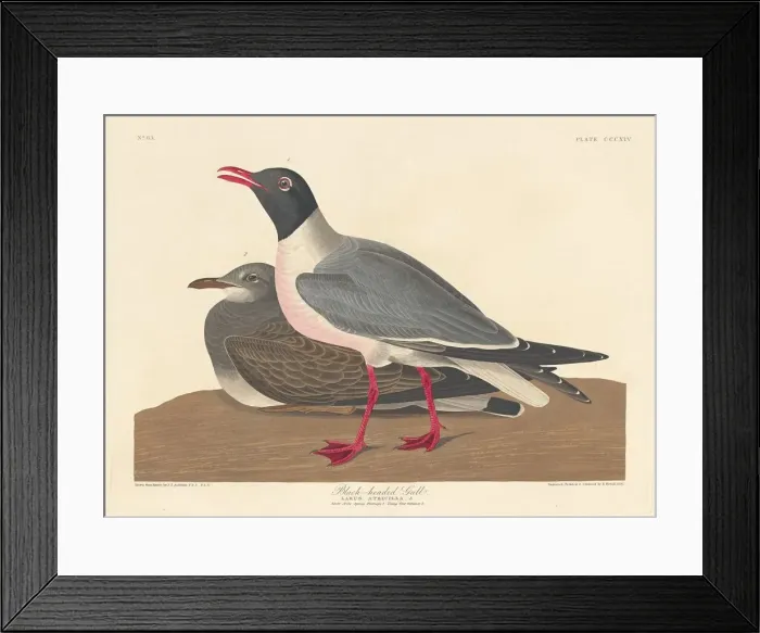 Framed Print : Black-headed Gull, 1836. Creator: Robert Havell Framed Print : Black-headed Gull, 1836. Creator: Robert Havell