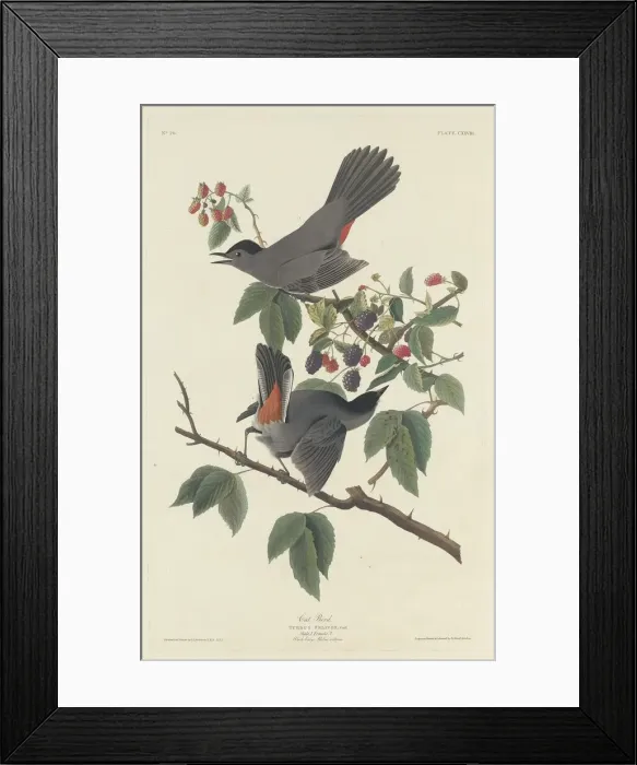 Framed Print : Cat Bird, 1832. Creator: Robert Havell Framed Print : Cat Bird, 1832. Creator: Robert Havell