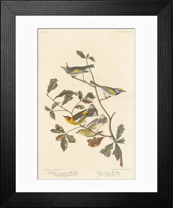 Framed Print : Golden-winged Warbler and Cape May Warbler, 1838. Creator: Robert Havell Framed Print : Golden-winged Warbler and Cape May Warbler, 1838. Creator: Robert Havell