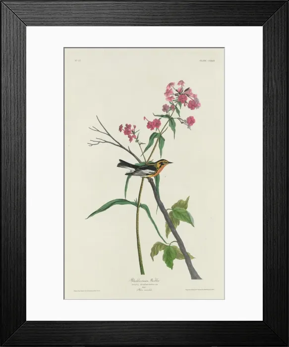 Framed Print : Blackburnian Warbler, 1832. Creator: Robert Havell Framed Print : Blackburnian Warbler, 1832. Creator: Robert Havell