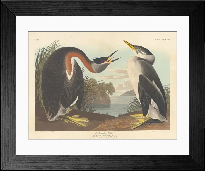 Framed Print : Red-necked Grebe, 1836. Creator: Robert Havell