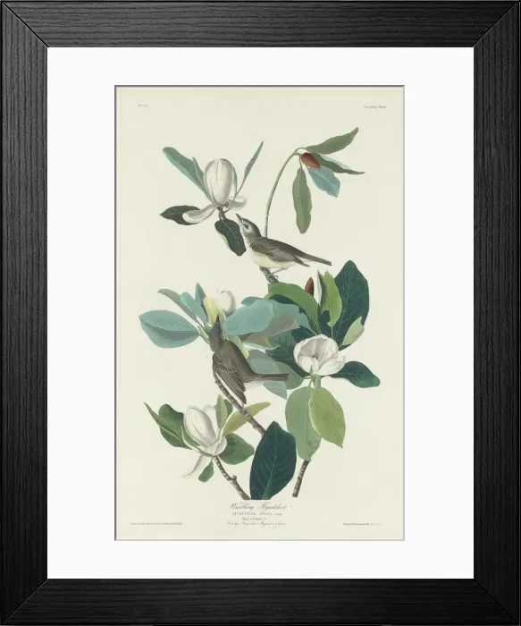Framed Print : Warbling Flycatcher, 1831. Creator: Robert Havell Framed Print : Warbling Flycatcher, 1831. Creator: Robert Havell