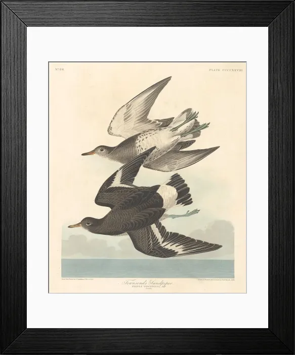 Framed Print : Townsends Sandpiper, 1838. Creator: Robert Havell