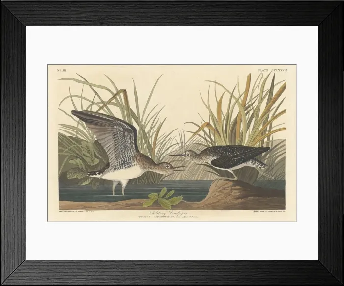 Framed Print : Solitary Sandpiper, 1836. Creator: Robert Havell Framed Print : Solitary Sandpiper, 1836. Creator: Robert Havell