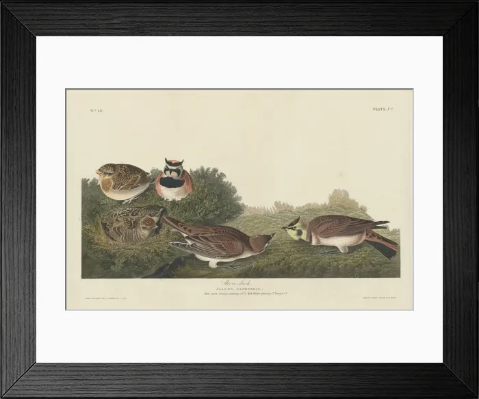 Framed Print : Shore Lark, 1834. Creator: Robert Havell Framed Print : Shore Lark, 1834. Creator: Robert Havell