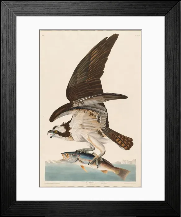 Framed Print : Fish Hawk, 1830. Creator: Robert Havell Framed Print : Fish Hawk, 1830. Creator: Robert Havell