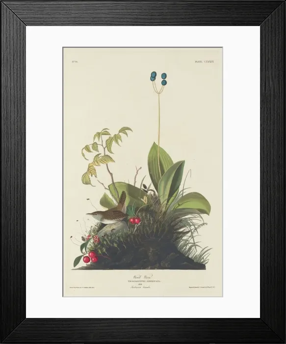Framed Print : Wood Wren, 1833. Creator: Robert Havell Framed Print : Wood Wren, 1833. Creator: Robert Havell