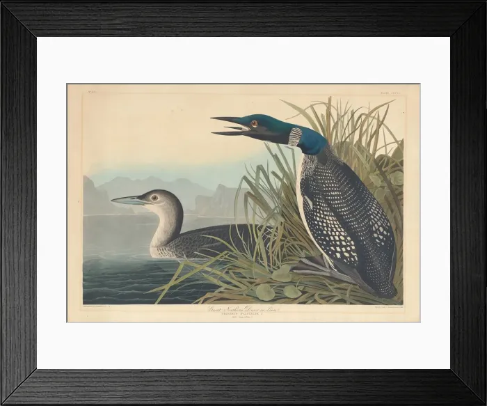 Framed Print : Great Northern Diver or Loon, 1836. Creator: Robert Havell Framed Print : Great Northern Diver or Loon, 1836. Creator: Robert Havell