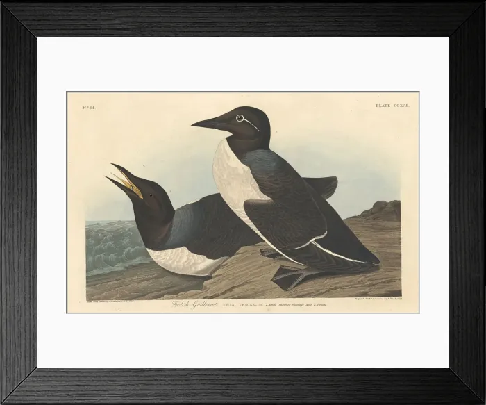 Framed Print : Foolish Guillemot, 1834. Creator: Robert Havell Framed Print : Foolish Guillemot, 1834. Creator: Robert Havell