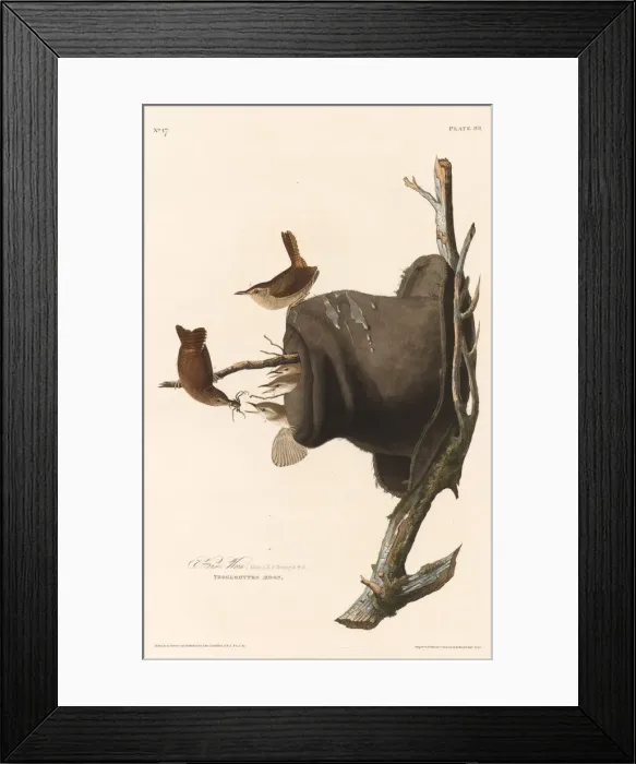 Framed Print : House Wren, 1830. Creator: Robert Havell Framed Print : House Wren, 1830. Creator: Robert Havell