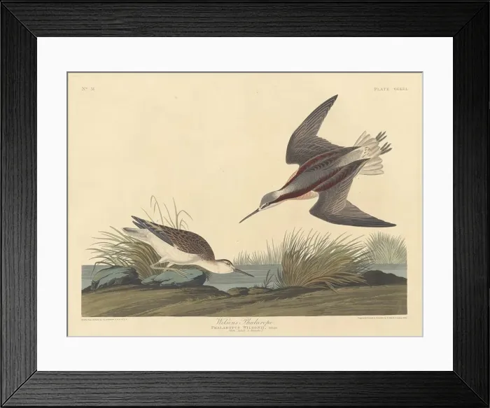 Framed Print : Wilsons Phalarope, 1835. Creator: Robert Havell Framed Print : Wilsons Phalarope, 1835. Creator: Robert Havell