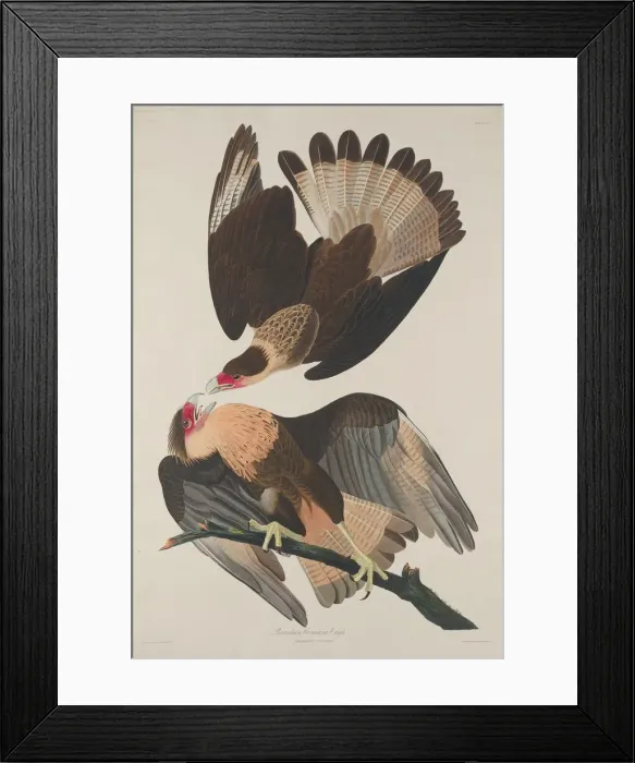Framed Print : Brasilian Caracara Eagle, 1833. Creator: Robert Havell Framed Print : Brasilian Caracara Eagle, 1833. Creator: Robert Havell
