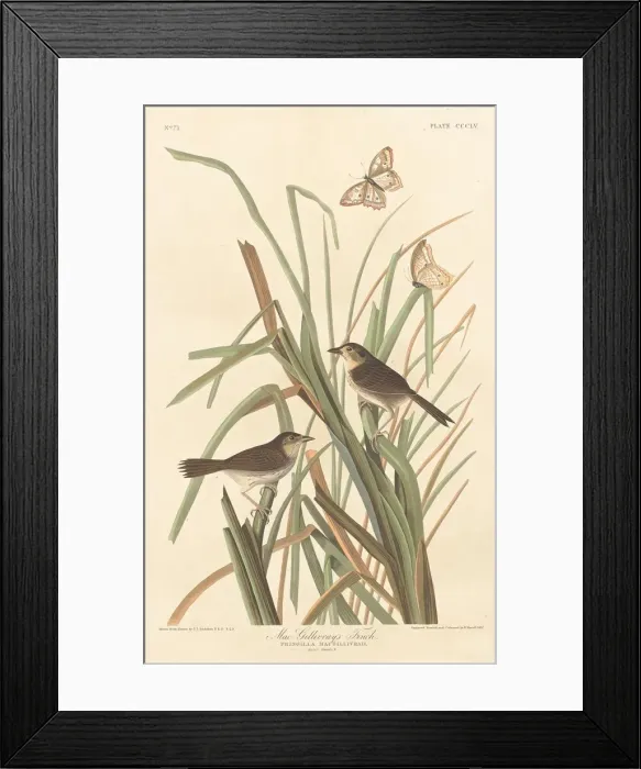 Framed Print : MacGillivrays Finch, 1837. Creator: Robert Havell Framed Print : MacGillivrays Finch, 1837. Creator: Robert Havell