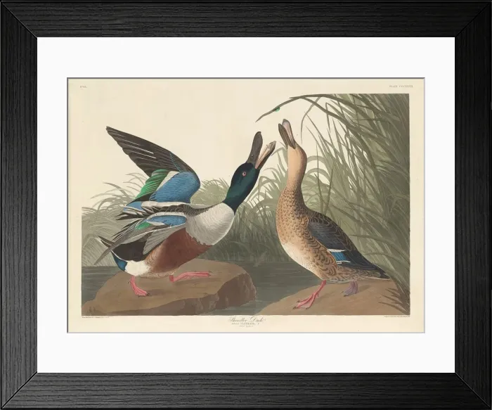 Framed Print : Shoveller Duck, 1836. Creator: Robert Havell Framed Print : Shoveller Duck, 1836. Creator: Robert Havell