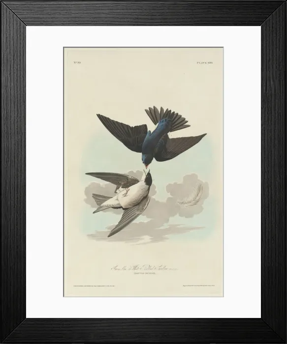 Framed Print : Green-blue or White-bellied Swallow, 1830. Creator: Robert Havell