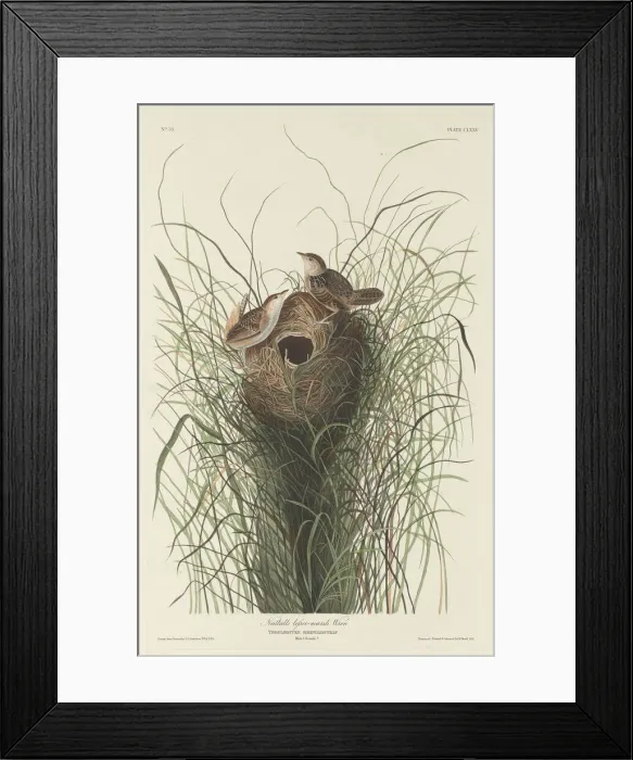 Framed Print : Nuttalls Lesser Marsh Wren, 1833. Creator: Robert Havell Framed Print : Nuttalls Lesser Marsh Wren, 1833. Creator: Robert Havell