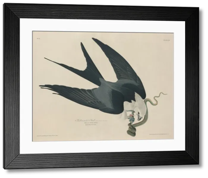 Framed Print : Swallow-tailed Hawk, 1829. Creator: Robert Havell Framed Print : Swallow-tailed Hawk, 1829. Creator: Robert Havell