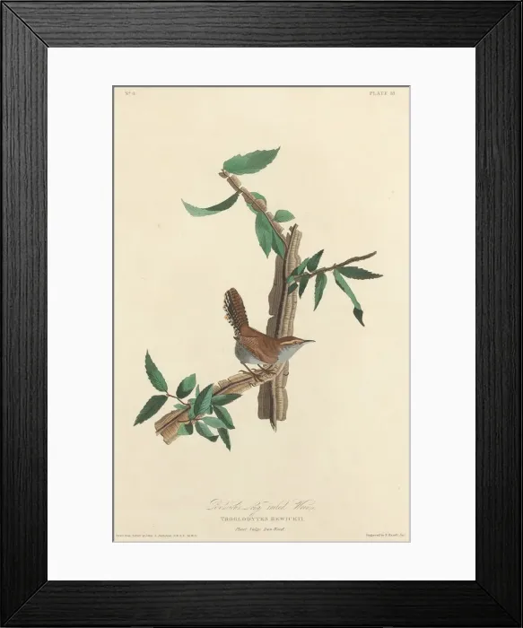 Framed Print : Bewicks Long-tailed Wren, 1827. Creator: Robert Havell Framed Print : Bewicks Long-tailed Wren, 1827. Creator: Robert Havell