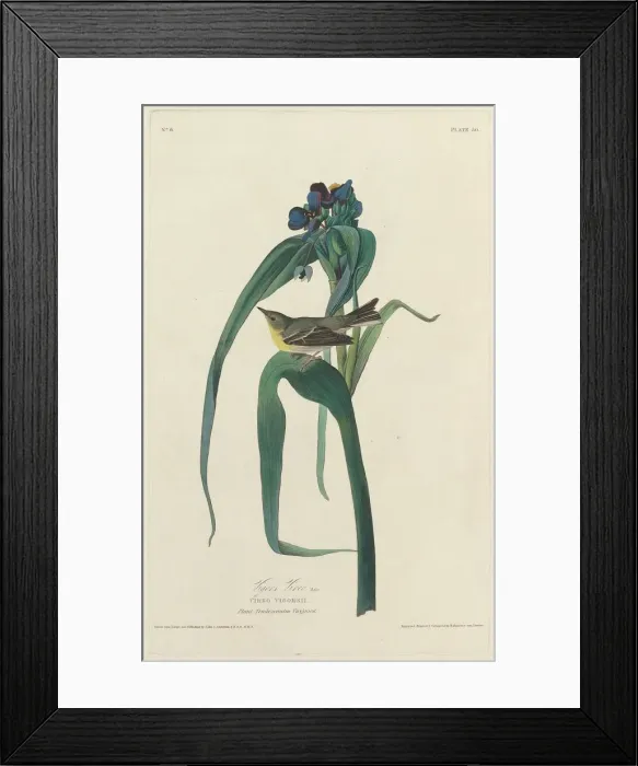 Framed Print : Vigors Vireo, 1828. Creator: Robert Havell Framed Print : Vigors Vireo, 1828. Creator: Robert Havell