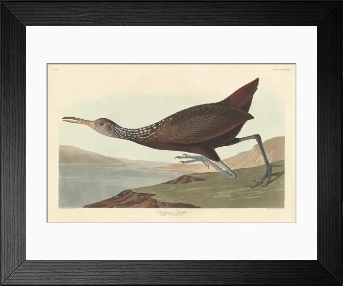 Framed Print : Scolopaceus Courlan, 1837. Creator: Robert Havell Framed Print : Scolopaceus Courlan, 1837. Creator: Robert Havell